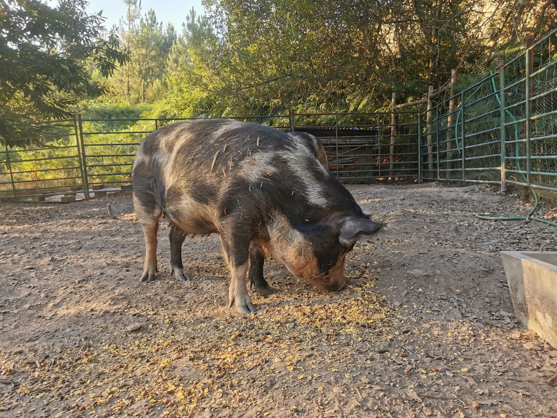 Kune kune porcos fêmea