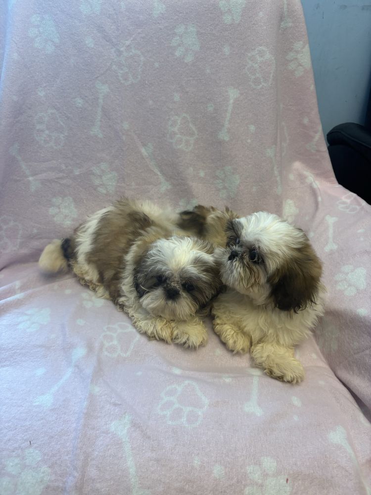 Shih tzu suczki do odbioru 3 miesiace