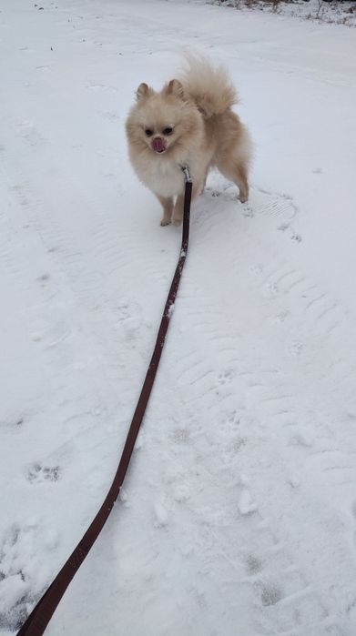 Вязка померанский шпиц  ищет невесту вязка шпиц