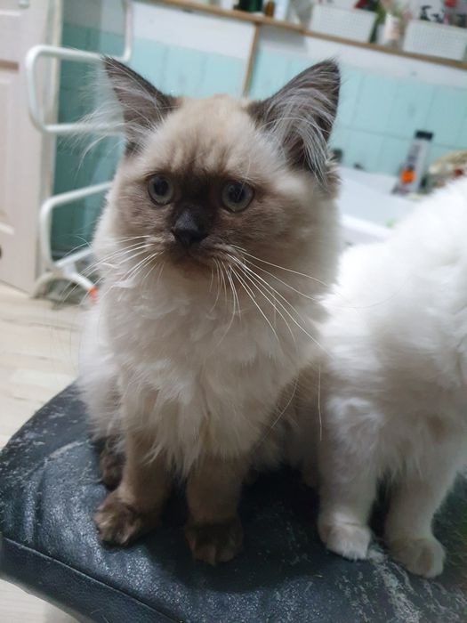 Kocurek długowłosy czekoladowy point