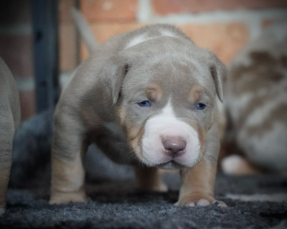 American Bully XL ABKC tri lilac
