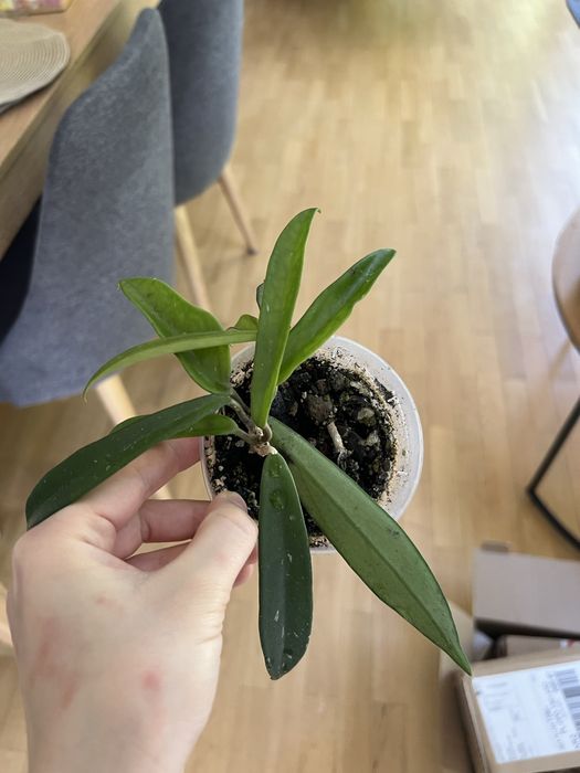 Hoja hoya shepherdii