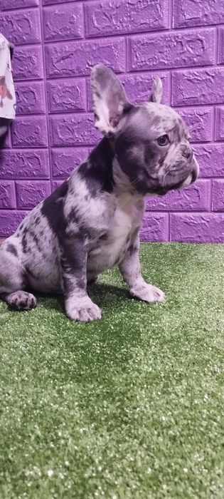 Маленький хлопчик в мерле окрасі