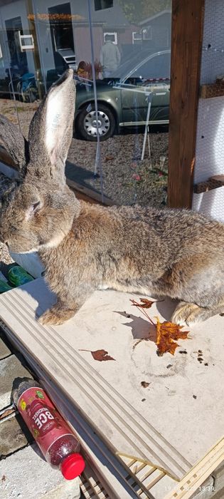 Samiec olbrzym belgijski rodowod