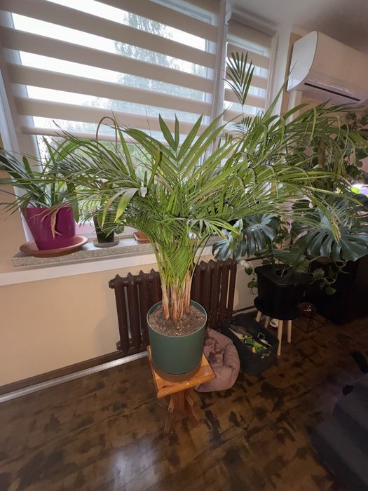 Palma Areka z doniczka