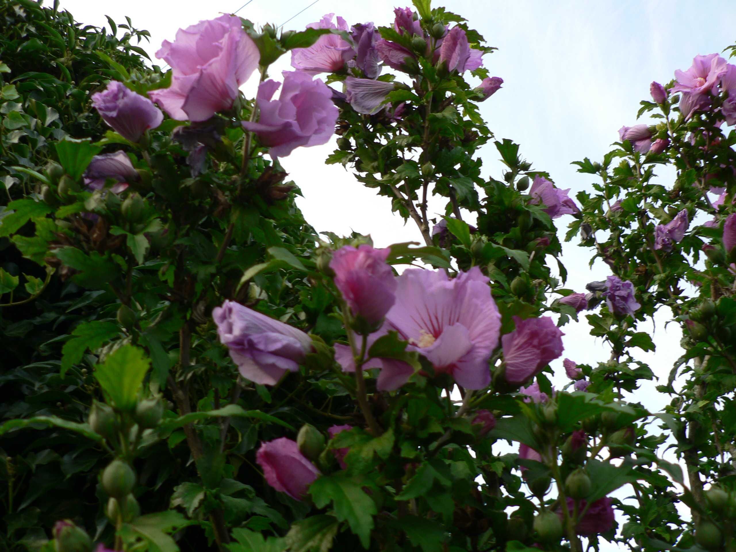 Hibiskus różowy i biały
