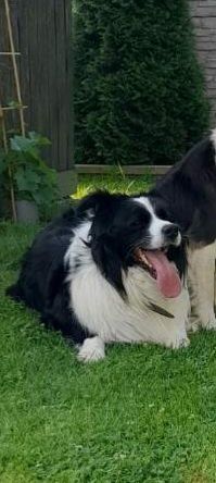 Border collie szczeniak!