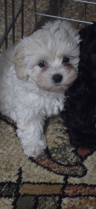 Maltipoo suczka bialo kremowa 9 tyg