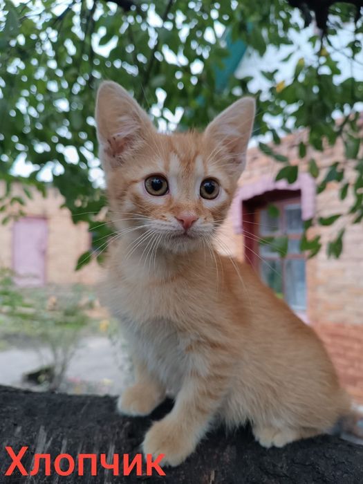 ДОБРІ РУЧКИ КОШЕНЯТКА хлопчик дівчинка