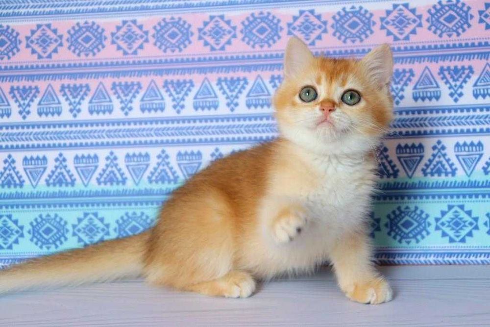 Клубна, британська дівчинка, в золотому окрасі