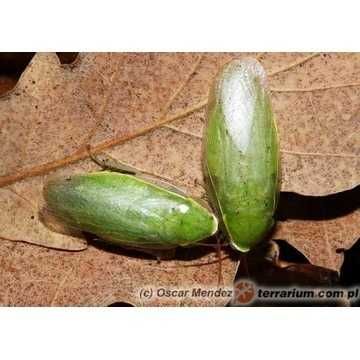 Karaczan zielony argentyński dubia madagaskarski karaczany