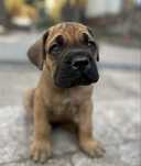 Cane Corso z rodowodem FCI , zkwp