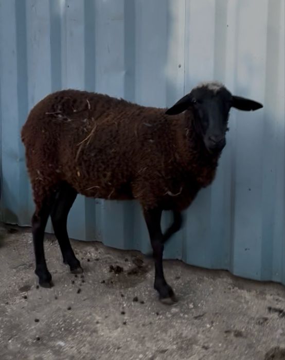 Ovelha cruza merino preto
