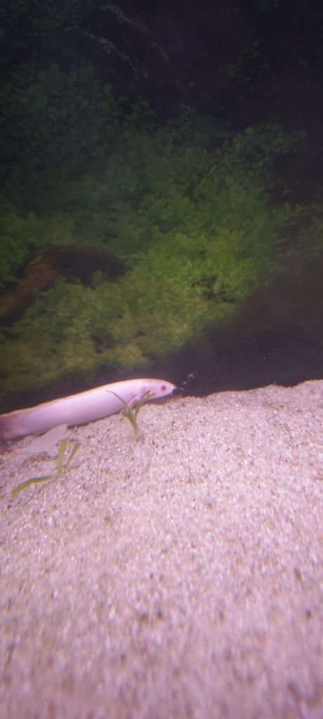 Polypterus senegalus