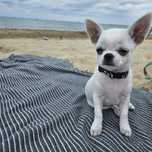 Chihuahua FCI  pieszczoch