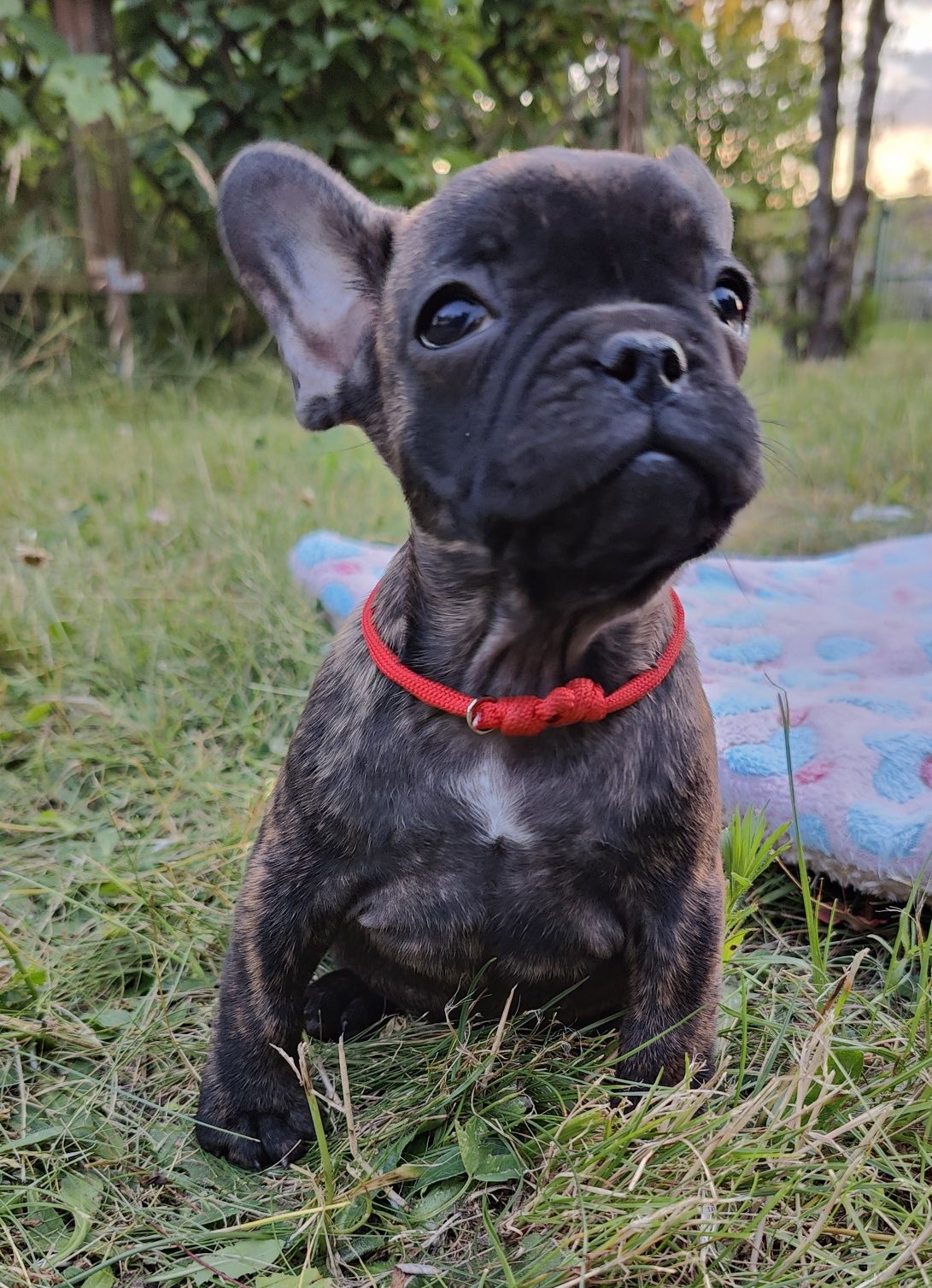 Buldog francuski,dziewczynka ZKwP/ FCI