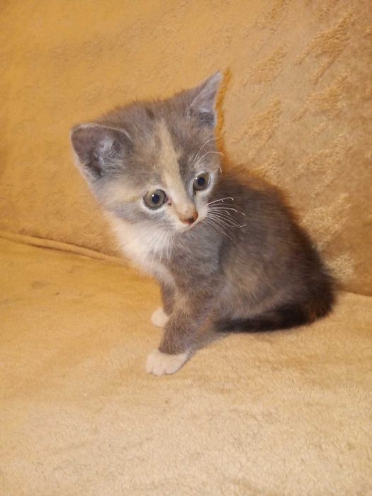 Котенятко в добрі руки