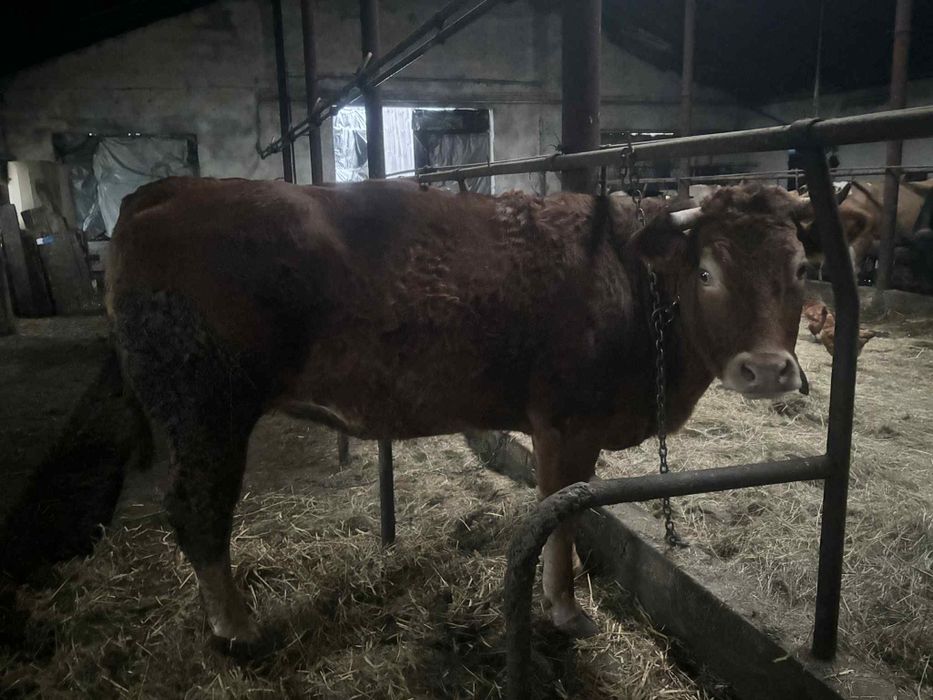 Byk byczek LM 100% Jałówka mięsna lm limousine 100 %