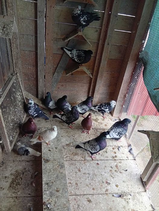 Ryś Polski mewka Polska garlacze