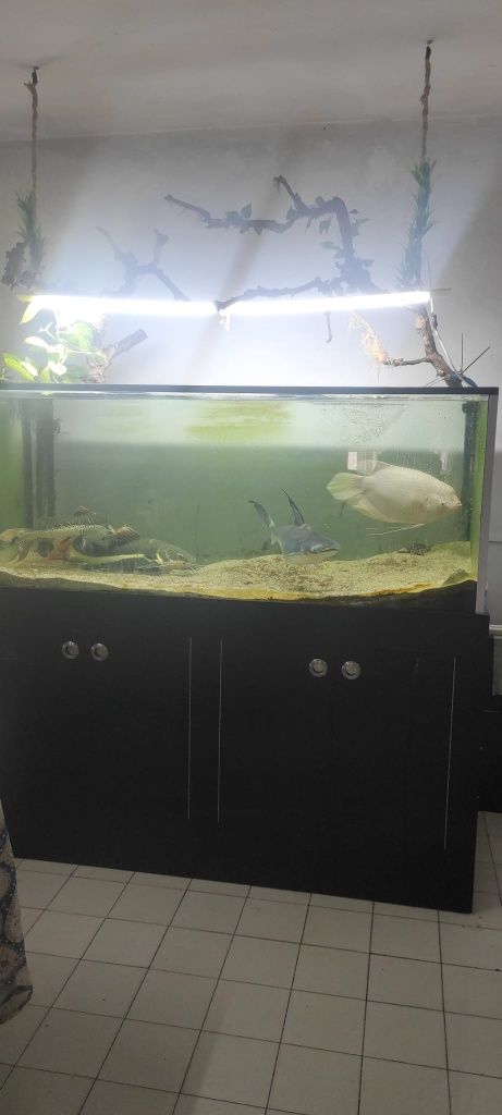 Vendo gurami gigante albino 50cm