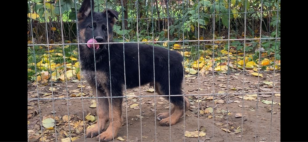 Німецька вівчарка