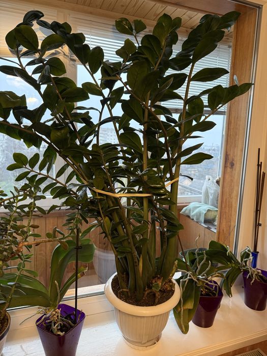 Земіокулькас (доларове дерево)