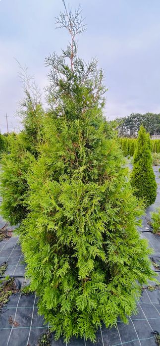 Туї оптом від 10 шт (брабанти, смарагд, блю ероу)