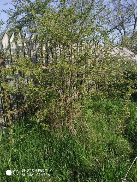 Спил дерева . Розчистимо Вашу ділянку від чагарників , гілок ,дерев