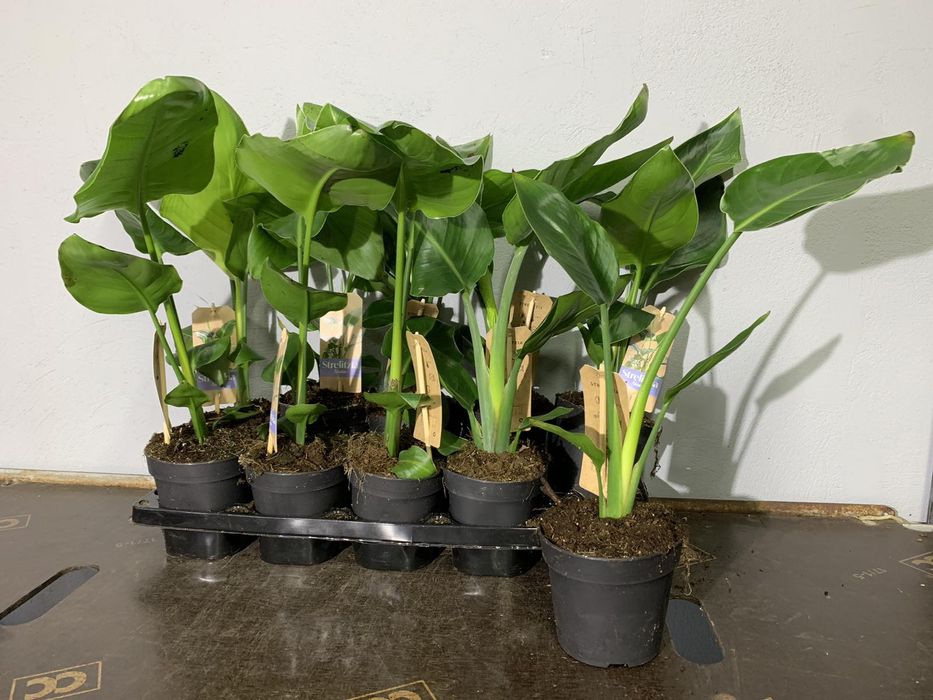 Стреліція Миколая