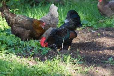 ІнкубацІйнІ  яйця - ТЕТРА-Н