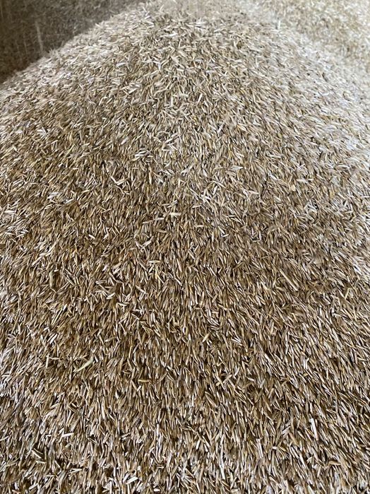 Trawa nasienna Bokser od producenta życica  trwała trawa na trawniki