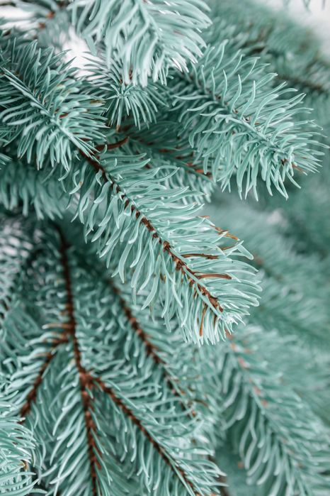 Штучна ялинка "Королівська блакитна" лита, Новорічна ялинка, ель,