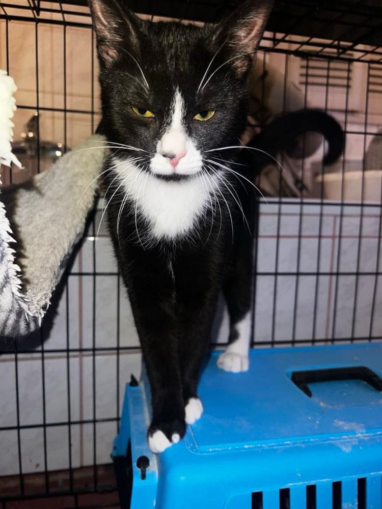 Łagodny i towarzyski Stich szuka domu - kocurek kot do adopcji