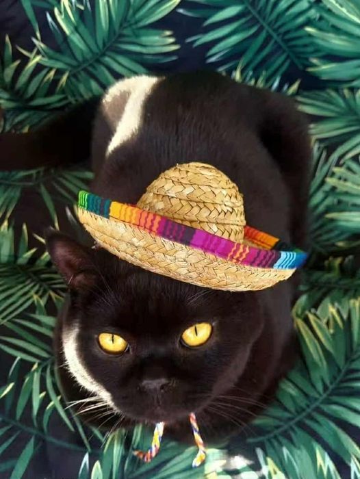 Kot brytyjski Czarna Puma Pilna sprzedaż!