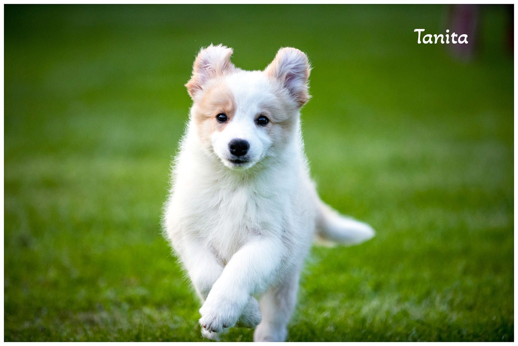 Border Collie FCI ZKwP