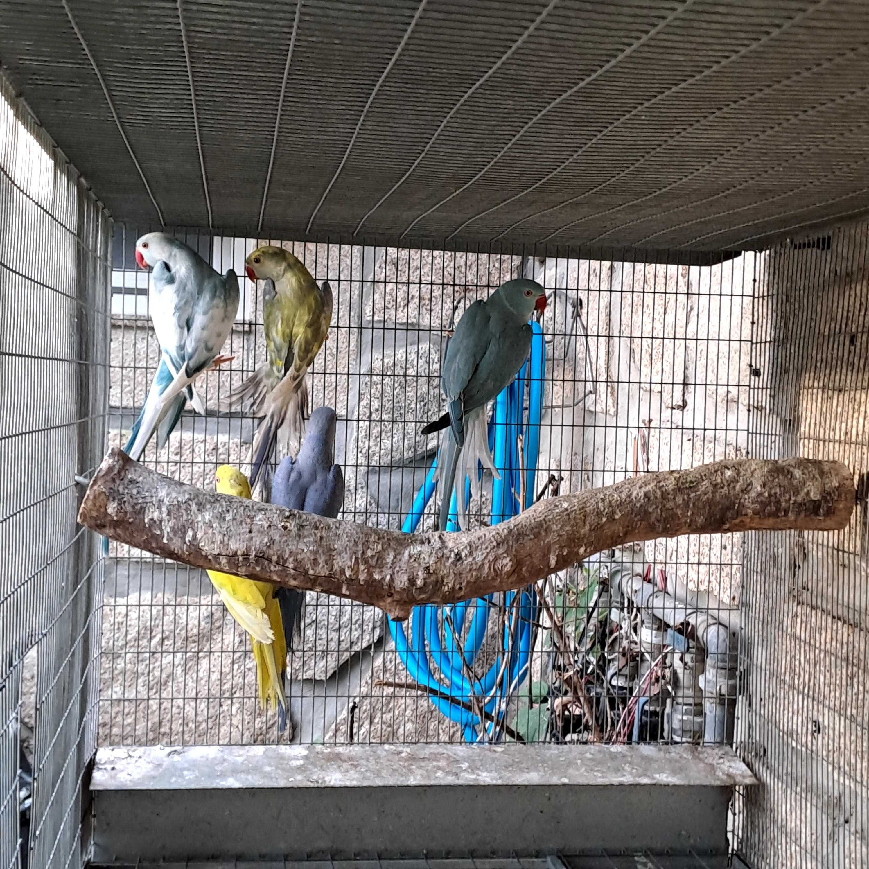 Ring neck Azul CC, macho, 2024