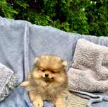 Suczka pomeranian , szpic miniaturowy