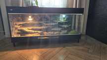 Terrarium dla agamy brodatej