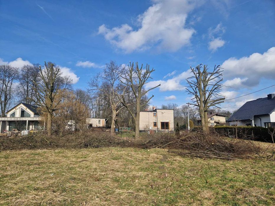 Alpinistyczna wycinka drzew, przycinanie, pielęgnacja drzew, tui