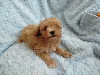 Maltipoo mały piesek