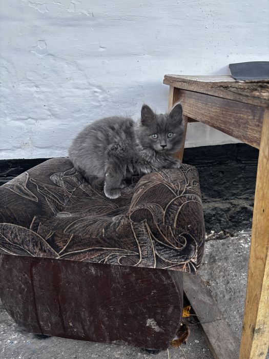 Хлопчик Безкоштовно