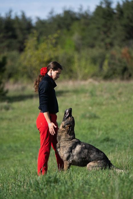 Кінолог Дресирування собак Боярка Нове Глеваха