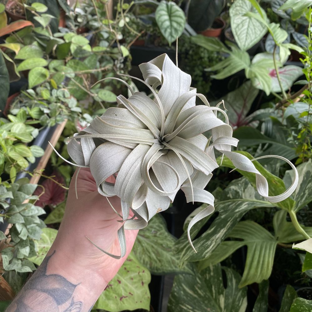 Тілландсія Tillandsia Xerographica