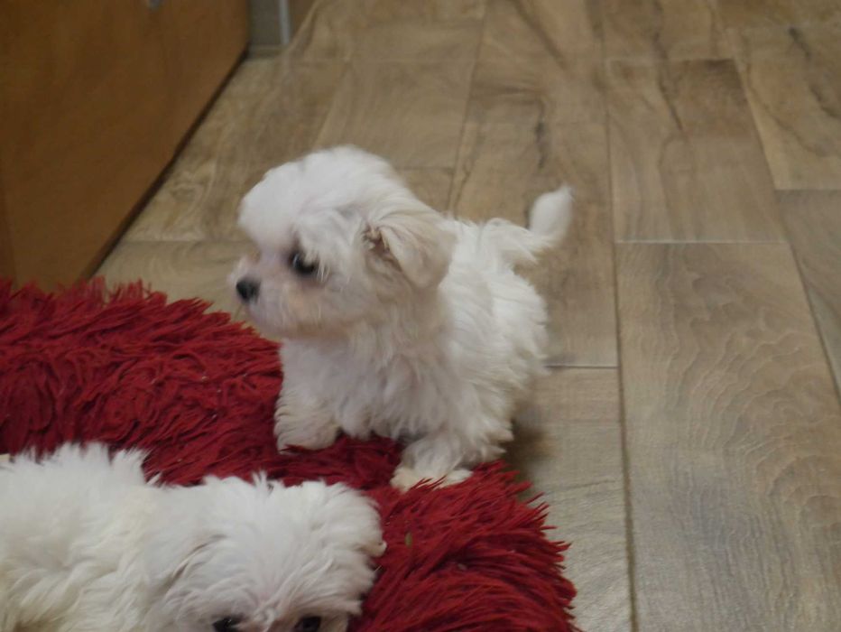 Maltańczyk -Mini sunia