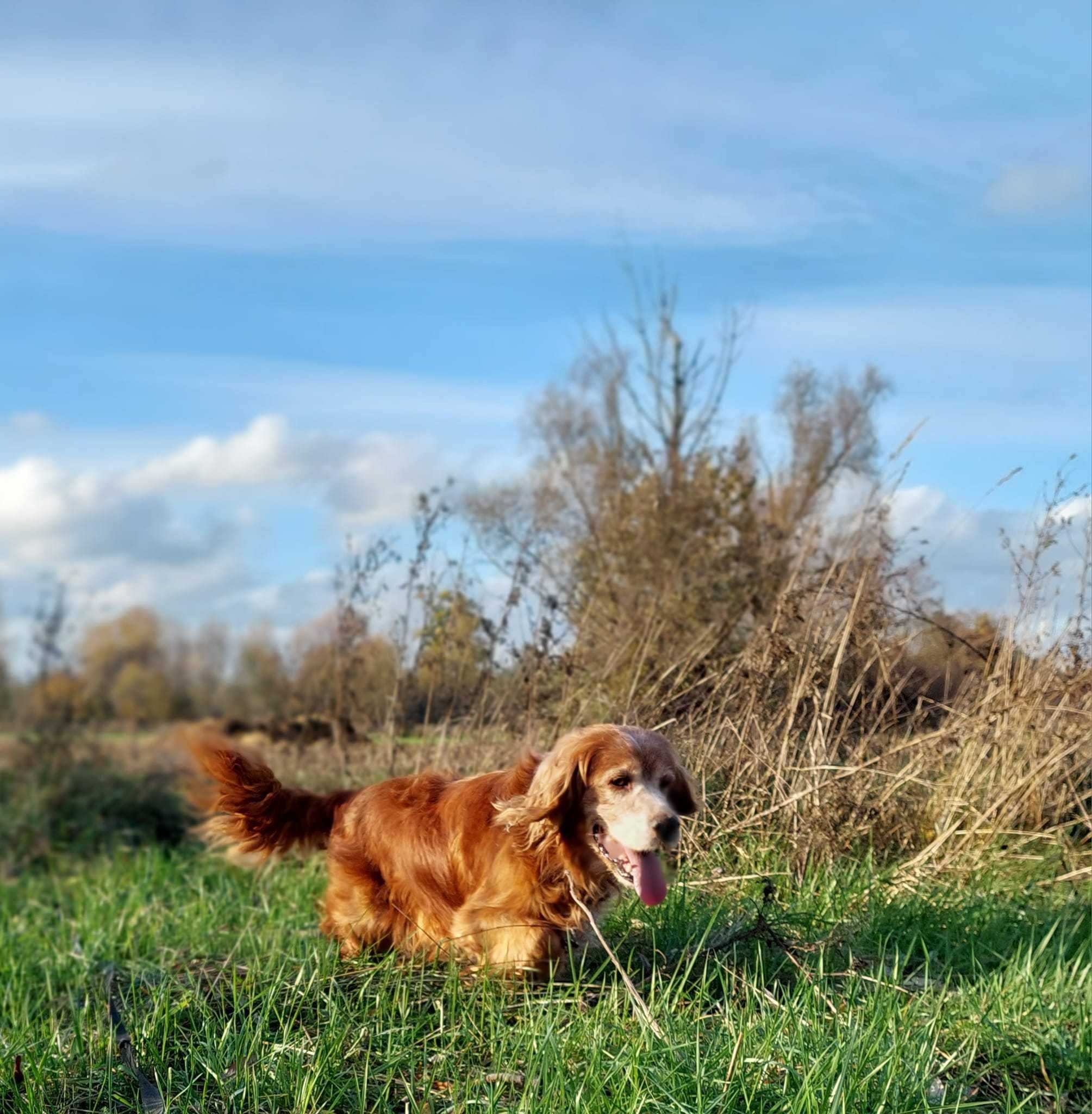 Lucek szuka domu, pies, cocker spaniel