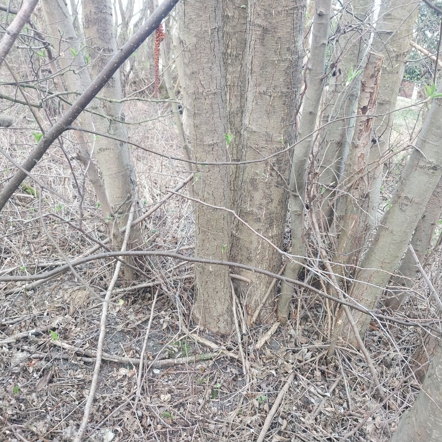 Oddam drewno za wycinkę, powierzchnia to 0,8ha, d