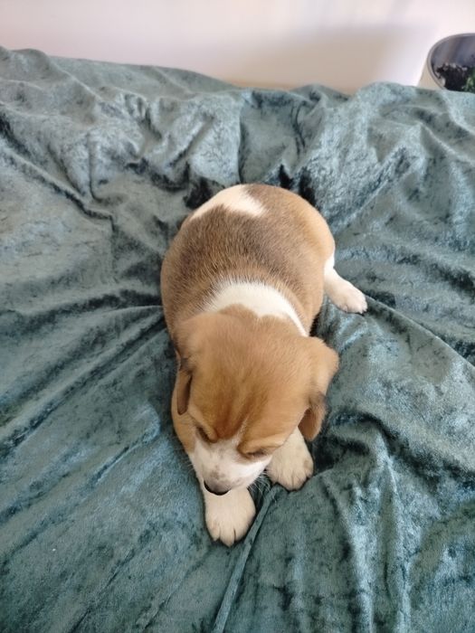 Beagle piesek ..