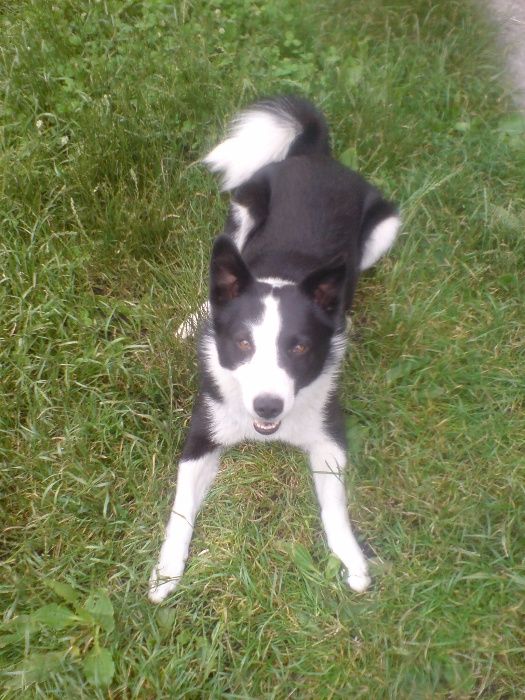 Мальчик ищет девочку для вязки