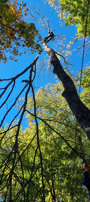 Арбористика. Спил дерев. Видалення пнів і аврійних дерев.
