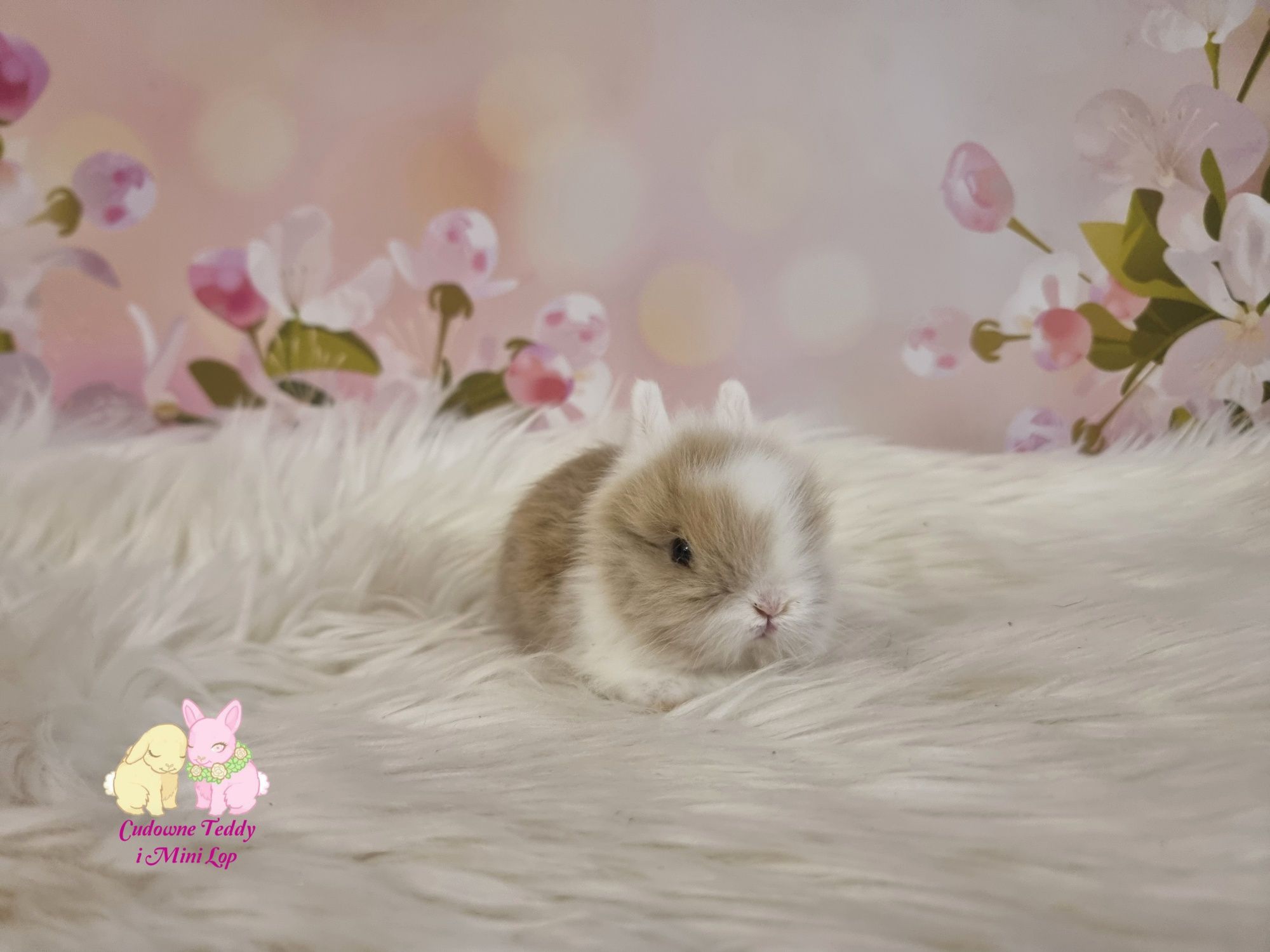 Mini Lopki i karzelek Teddy